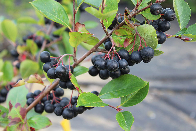 Aronia - Medicinal Properties And Health Effects