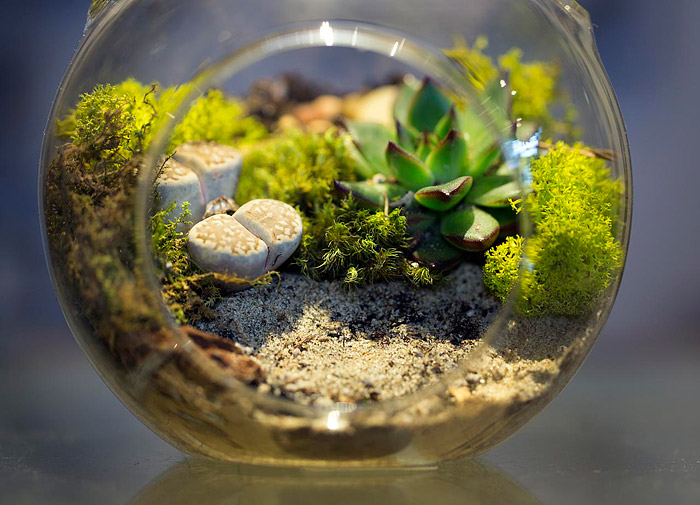 Everything You Need to Know About Making Terrarium