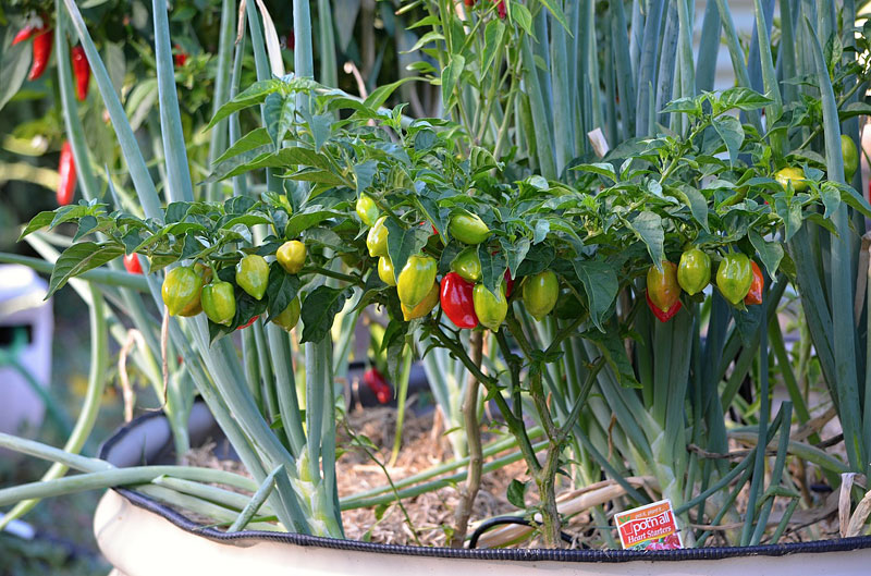 Hot Tips for Growing Chili Peppers at Home