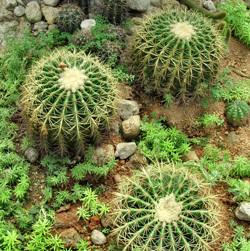 All About Barrel Cactus 