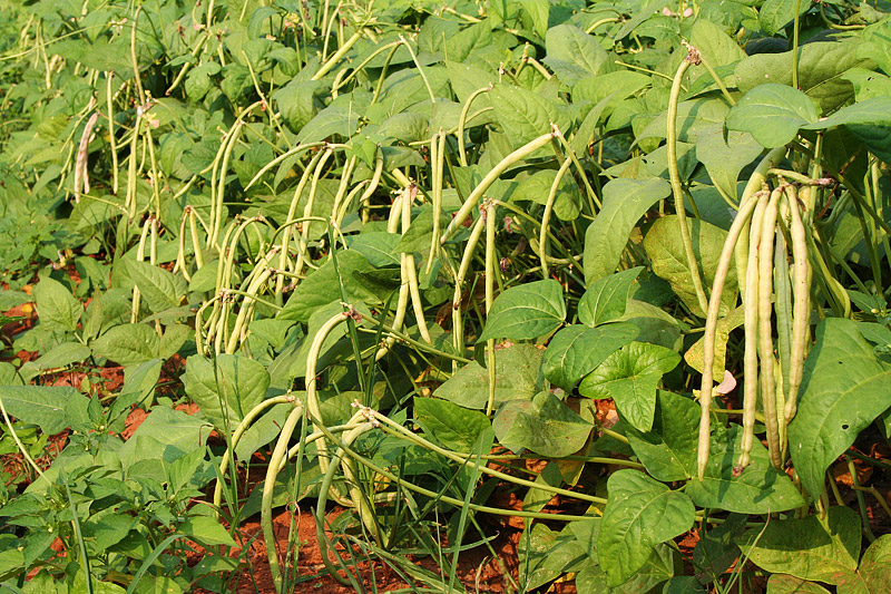 How to Grow Cowpeas, Black Eyed Peas