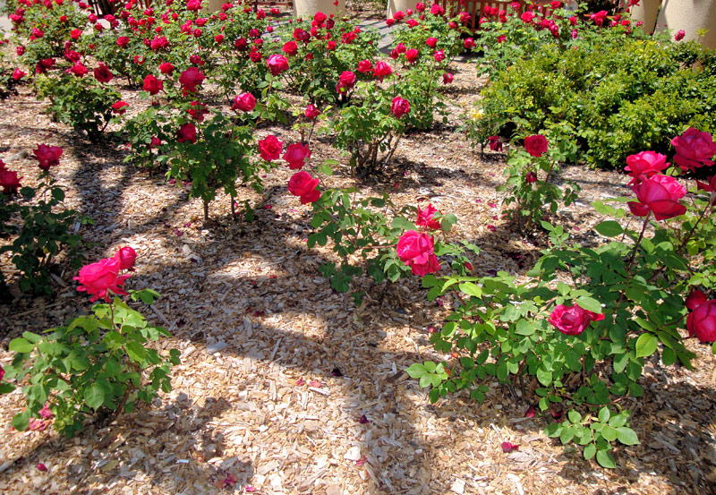 Essential Tips for Growing Roses Like a Pro