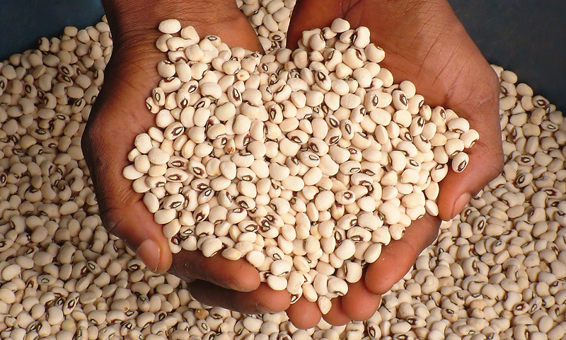 How to Grow Cowpeas, Black Eyed Peas