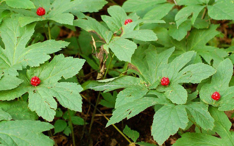 Amazing Health Benefits of Berberine 