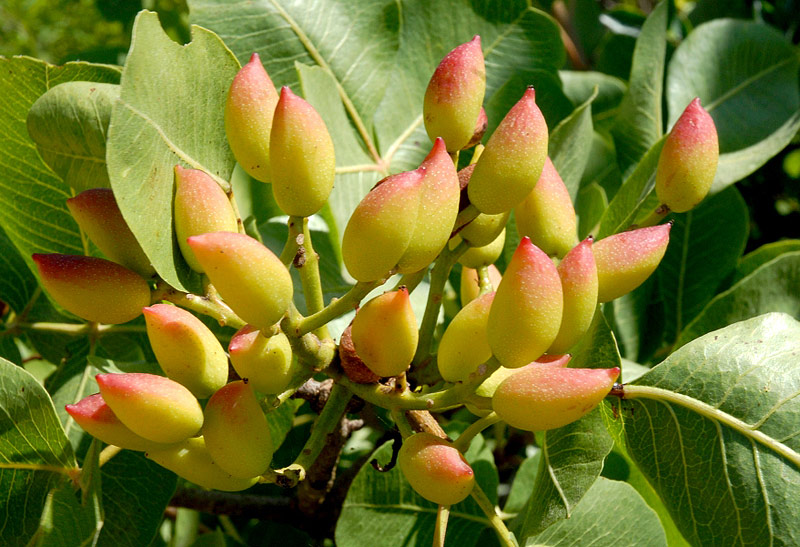 Pistachios Promotes Beneficial Gut Bacteria