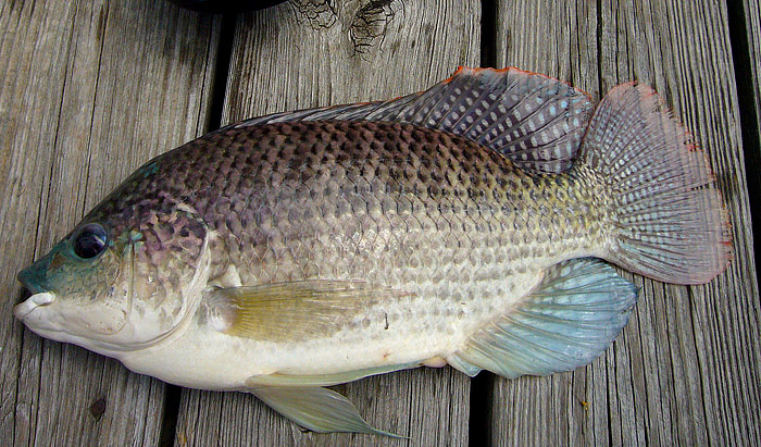 Is Tilapia Bad for You?