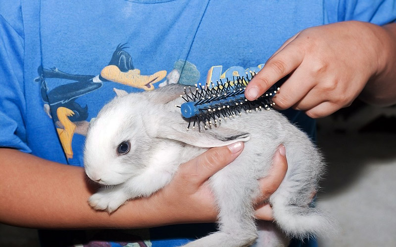How To Properly Care for Your Rabbit