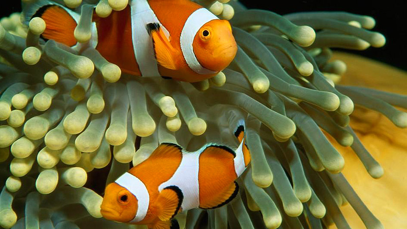 Ocellaris Clownfish Info and Care