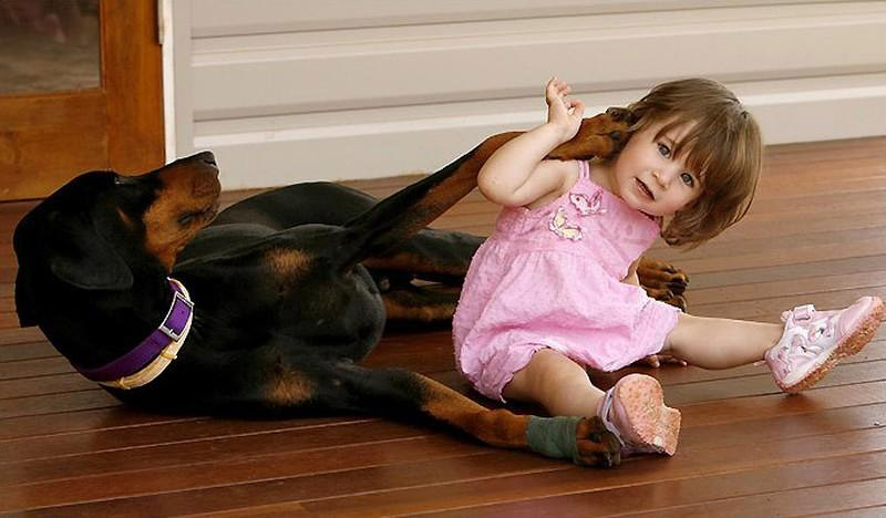 Khan Doberman Saves Toddler From Snake