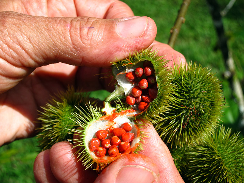 Ancient Superfood: Annatto Seeds