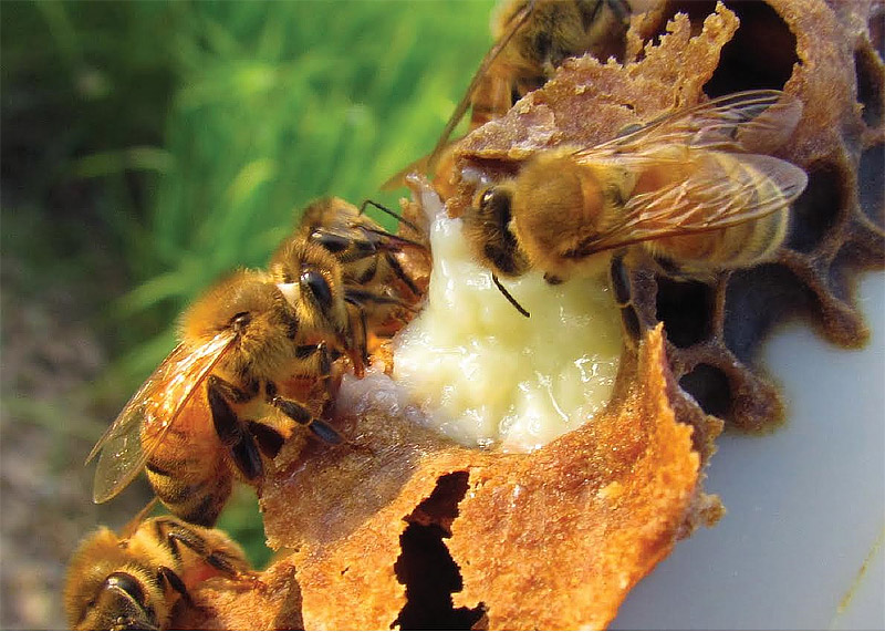 Royal Jelly - Health Benefits