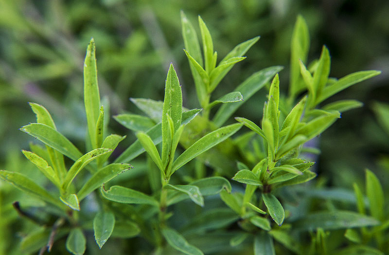 Tarragon - Growing Guide 