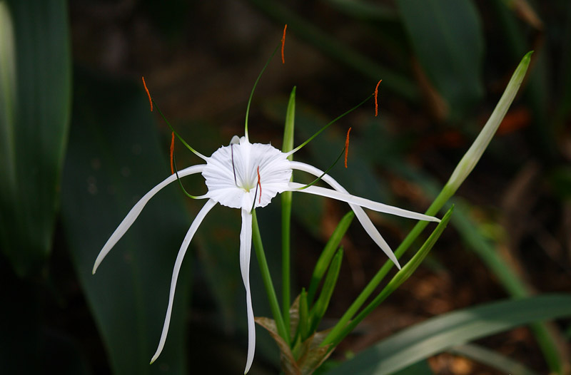 Beach Spider Lily - Growing Guide