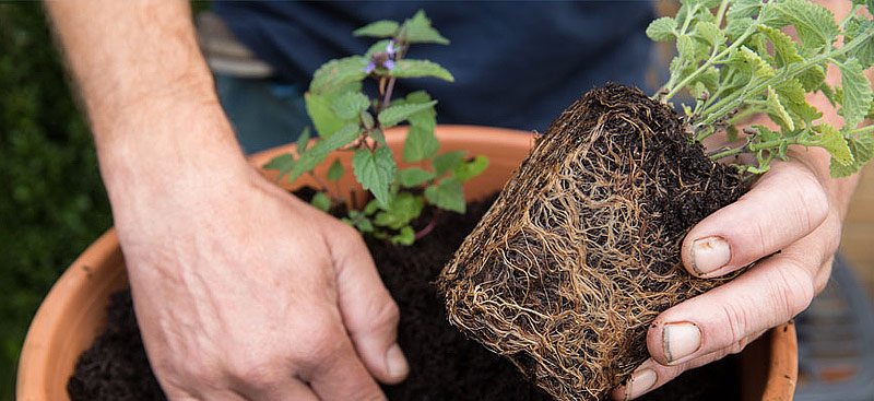 A Crash Course in Container Gardening