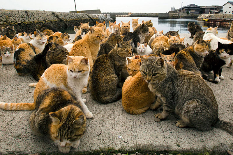 Tashirojima - Cat Island 