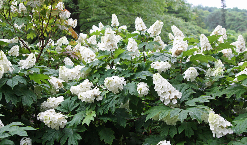 How to Grow Healthy, Happy Hydrangeas