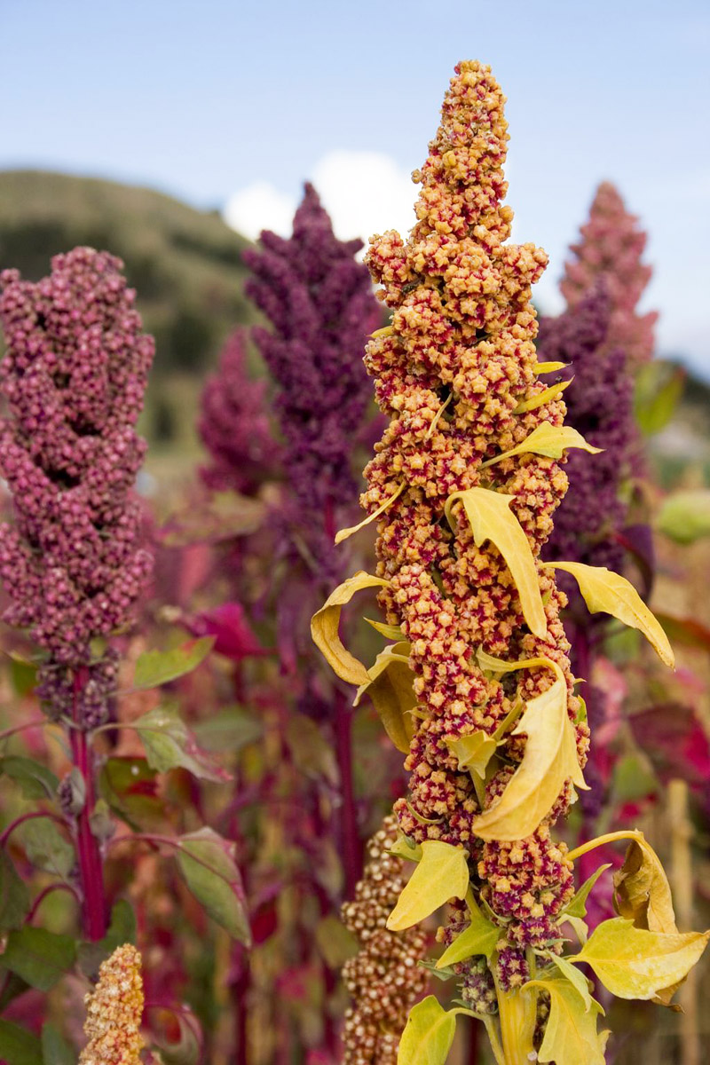 Quinoa Growing Guide