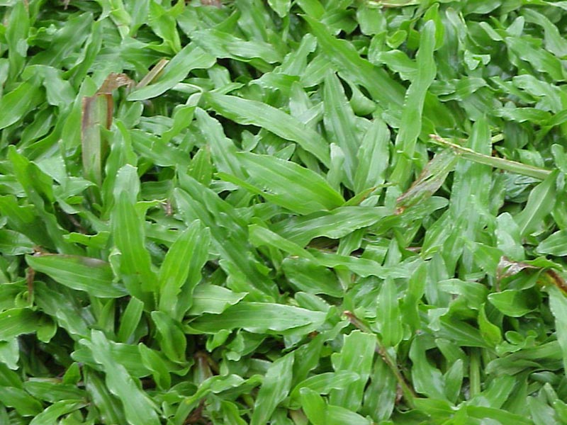 Carpet Grass for Lawns