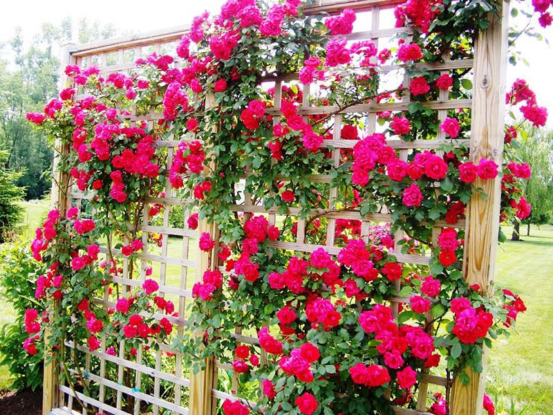 Roses Trellises