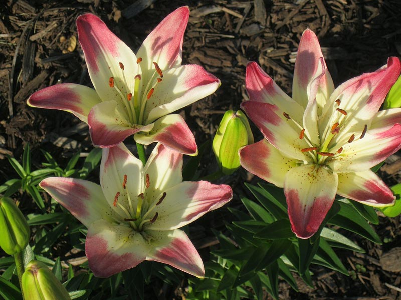 Lawn and Garden Tips for Summer