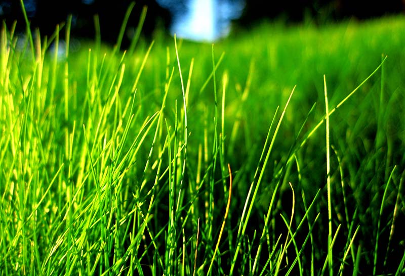 Fine Fescue Grass for Lawns