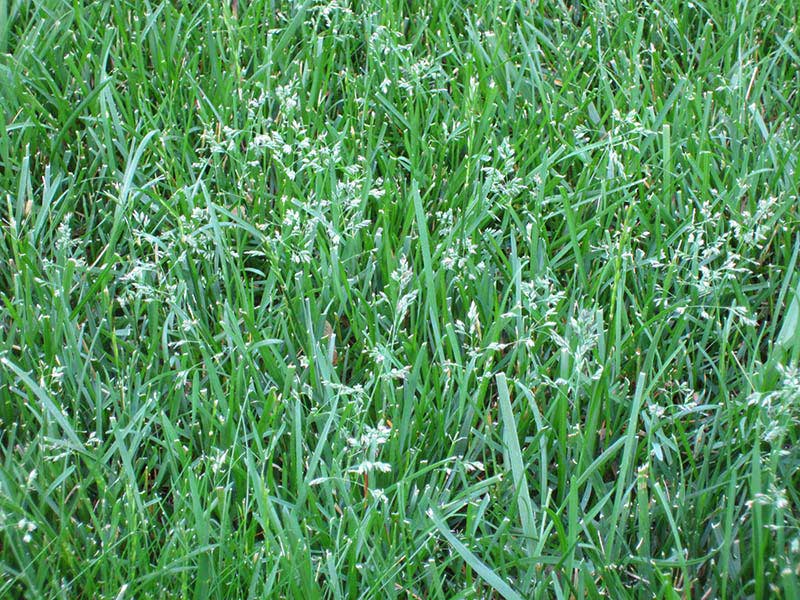Fine Fescue Grass for Lawns