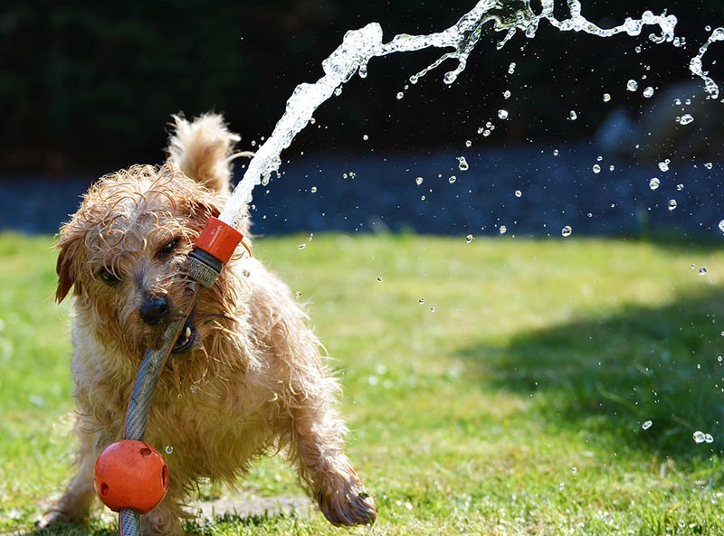 Fun Things To Do With Your Dog This Summer