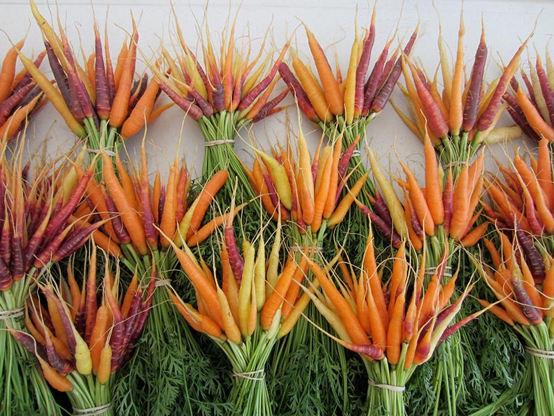 How to Plant Rainbow Carrots