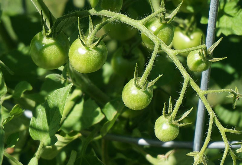 Lawn and Garden Tips for Summer