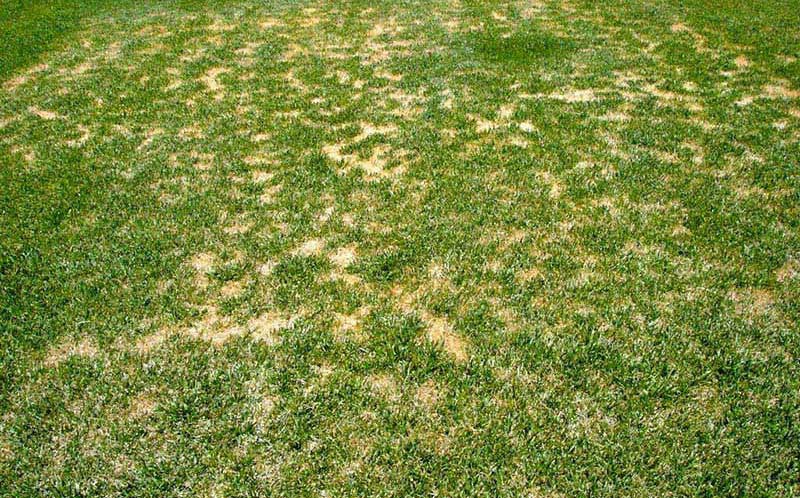 Lawn and Garden Tips for Summer
