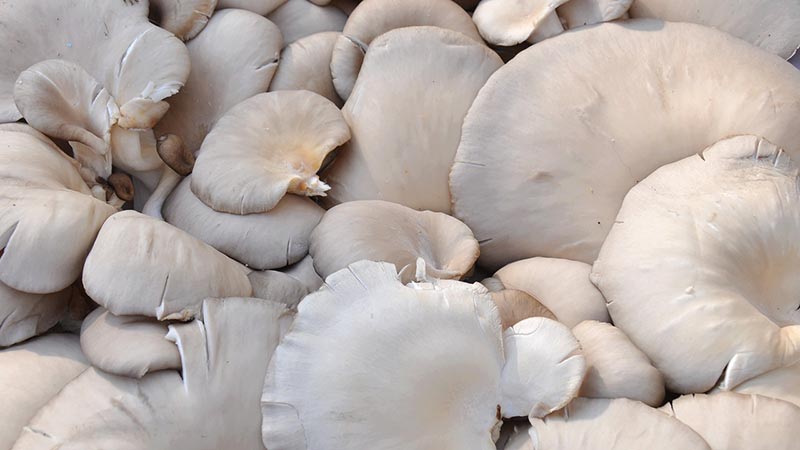 Mushrooms Health Benefits
