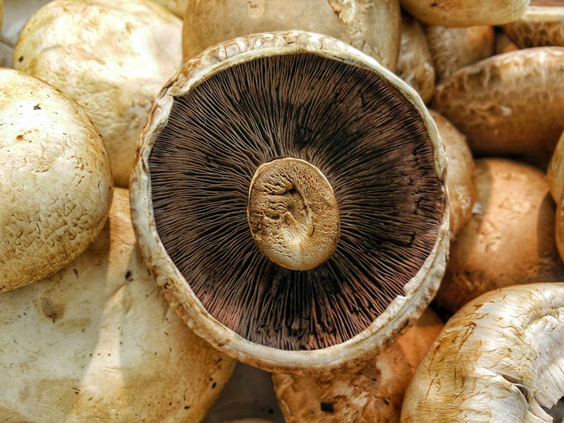 Mushrooms to Add to Your Diet