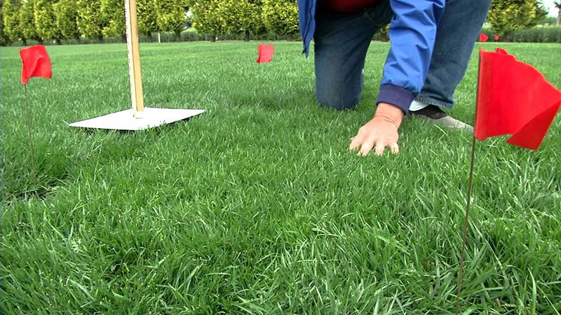 Tall Fescue Grass for Lawn