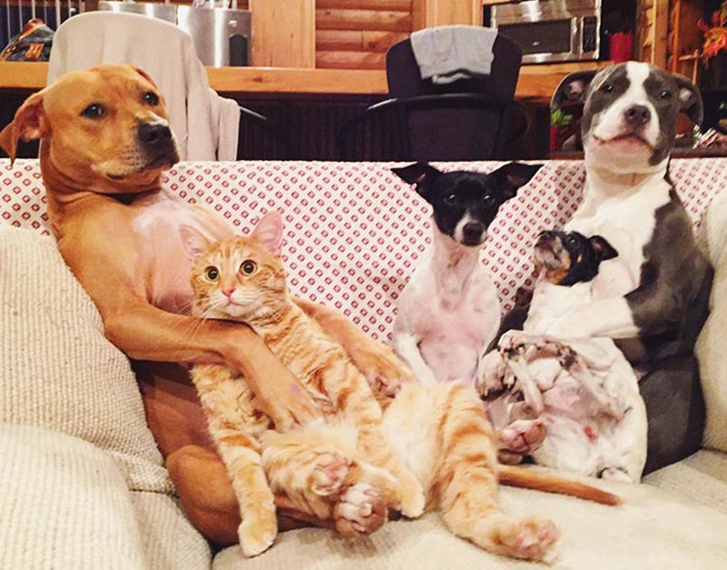 This Couple Rescued 7 Animals And This Is How They Live Now