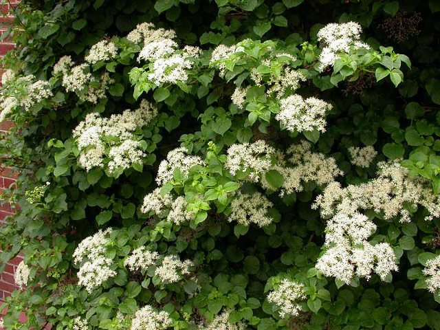 Shrubs That Grow in Shade
