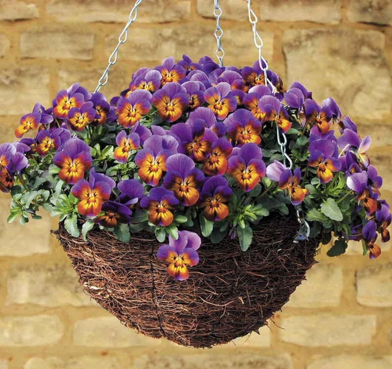 How To Plant Hanging Baskets and Containers 