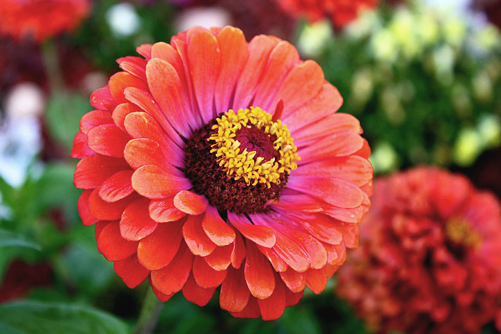 Zinnia – How to Plant, Grow and Care