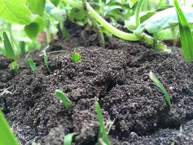 How to Improve Your Garden Soil