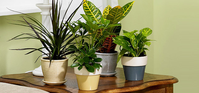 House Plants - Care Tips & Techniques 