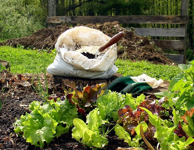 How to Improve Your Garden Soil