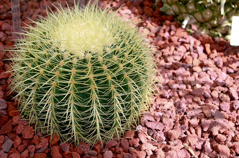 All About Barrel Cactus 