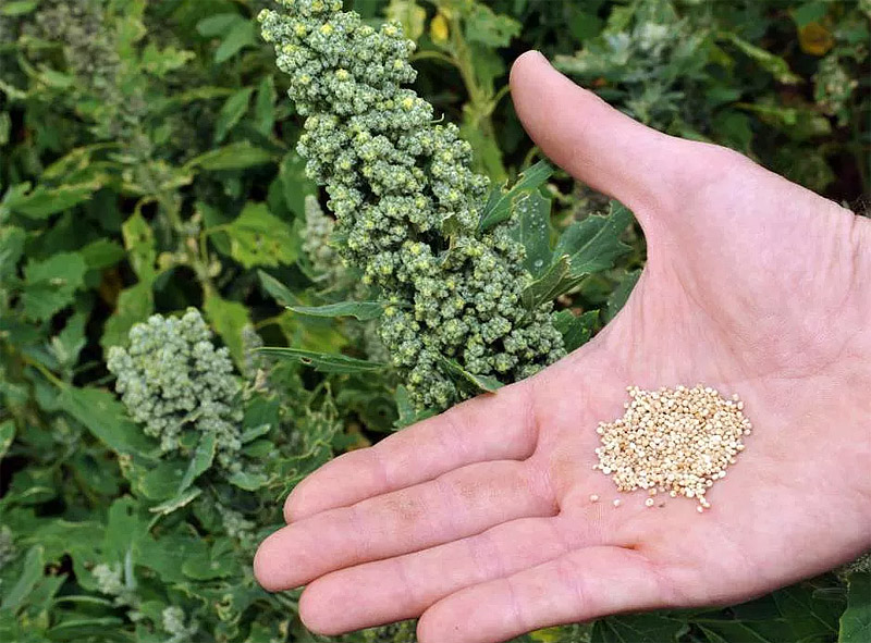 Quinoa Growing Guide