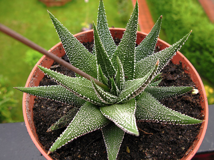 Haworthia (Zebra Cactus) - Super Succulent 