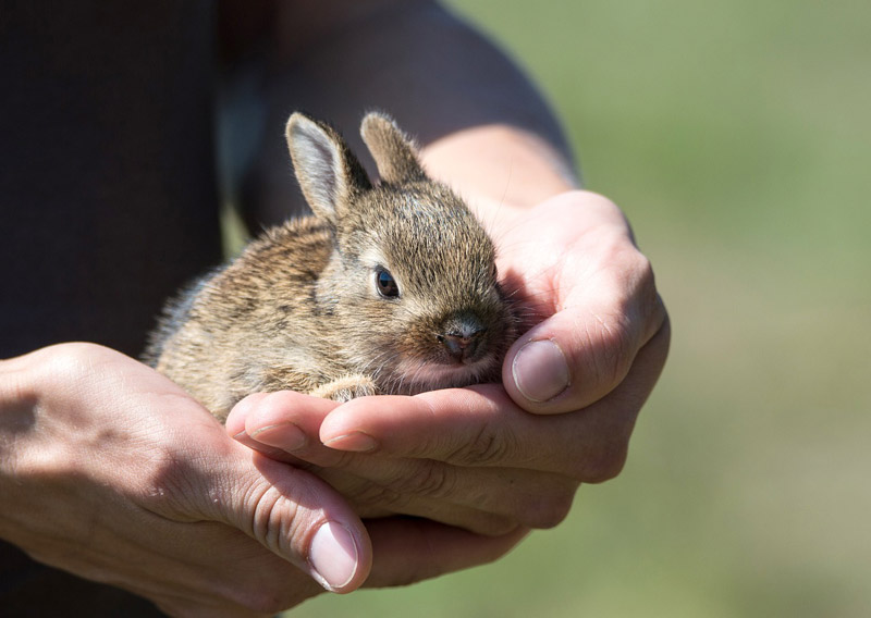 How To Properly Care for Your Rabbit