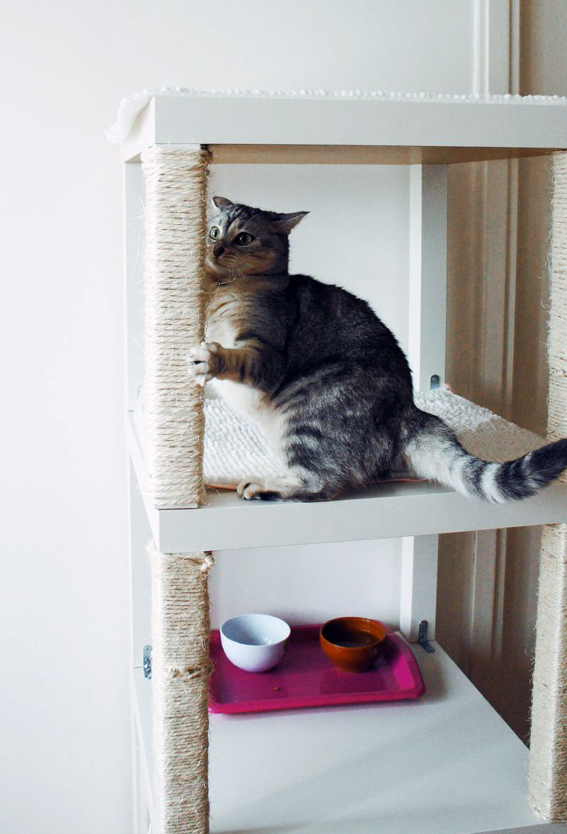 5 DIY cat trees to improve your kitty's life