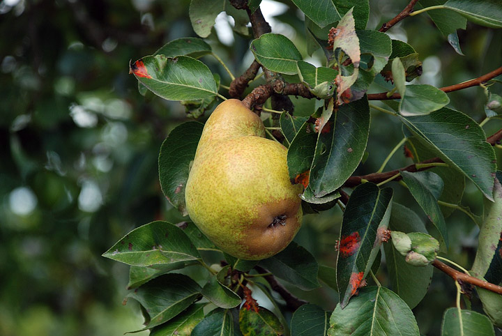 Pears - Growing Guide