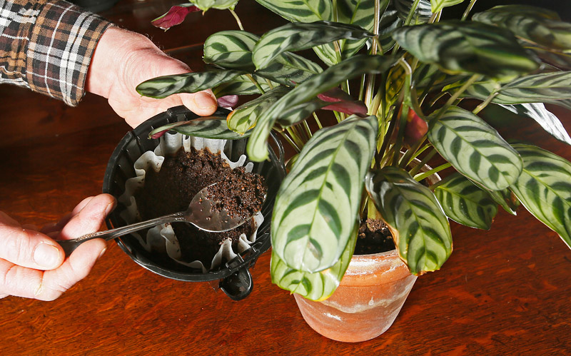All You Need To Know About Fertilizing House Plants
