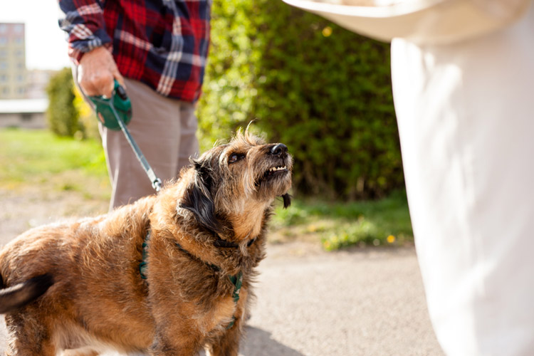 Help Your Dog Overcome a Fear of Strangers