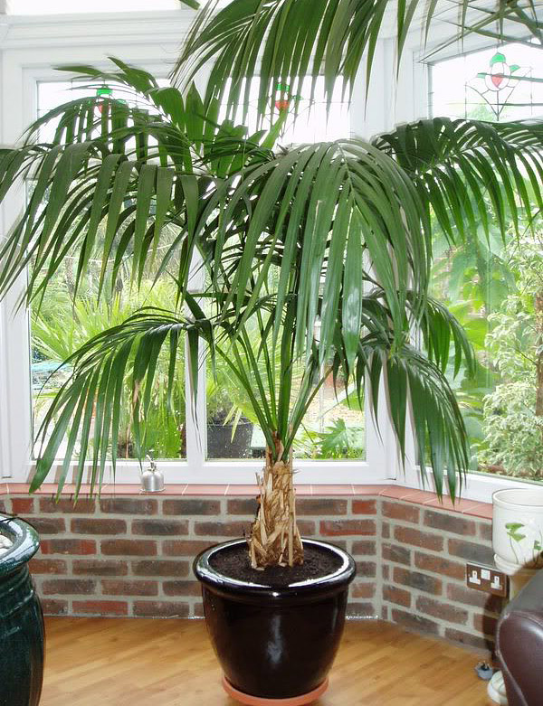 Kentia Palm - Care and Info