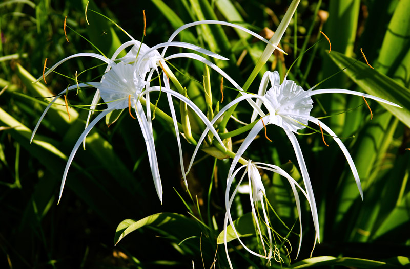 Beach Spider Lily - Growing Guide